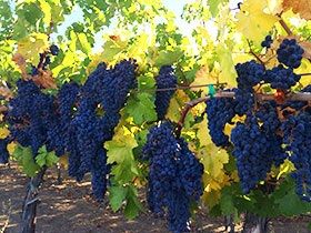Image for Great Grapes - Sonoma Wine County Harvest Fair